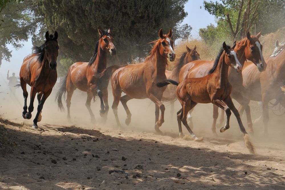 Photograph by Kaouche Mohamed