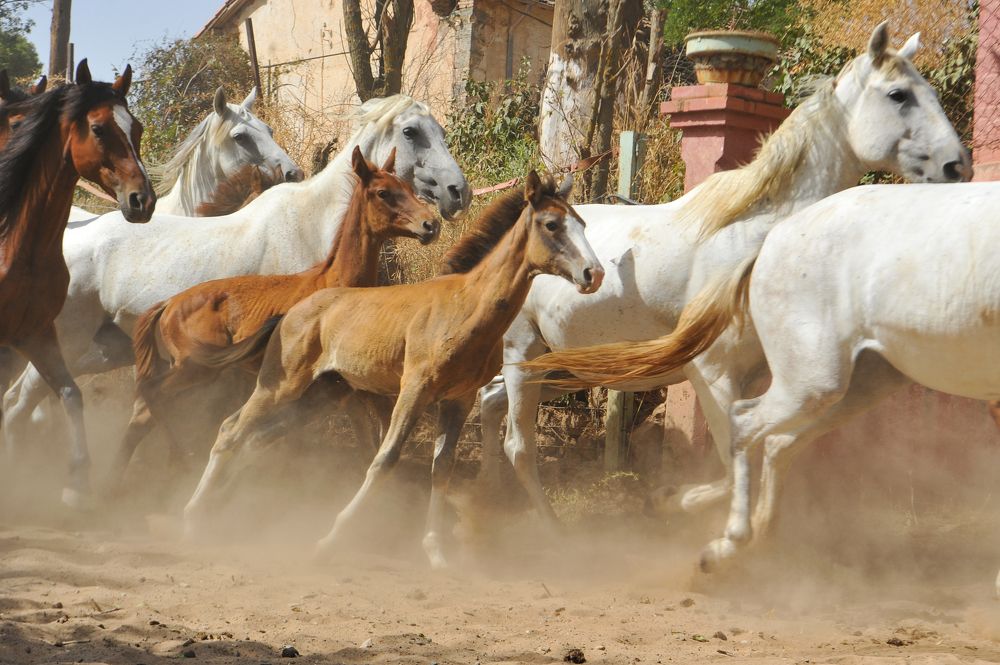 Photograph by Kaouche Mohamed