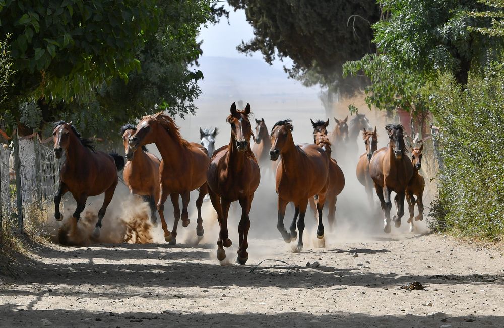 Photograph by Kaouche Mohamed