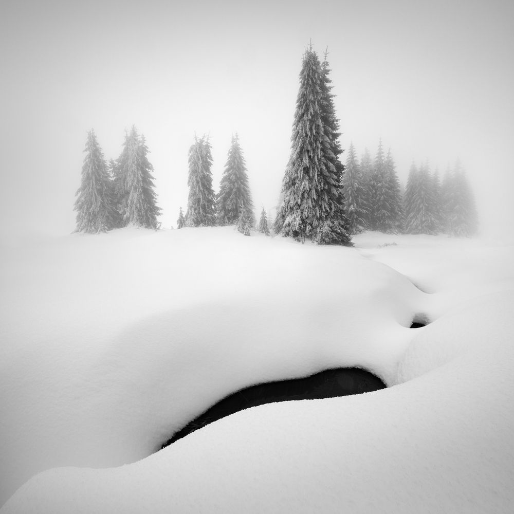 On the edge of the forest...