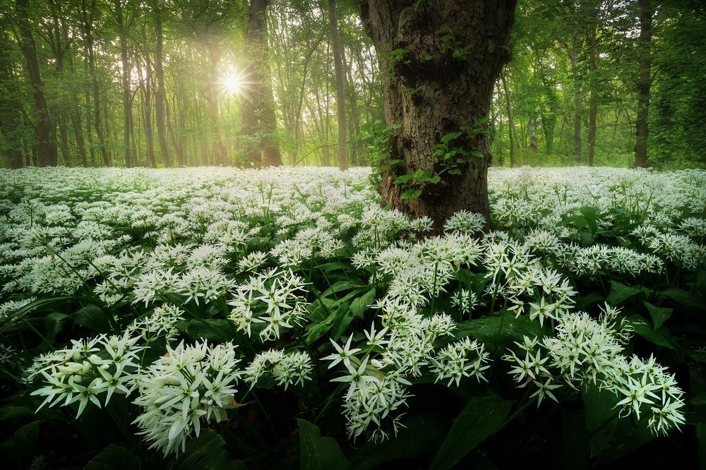 Early evening among the garlic...
