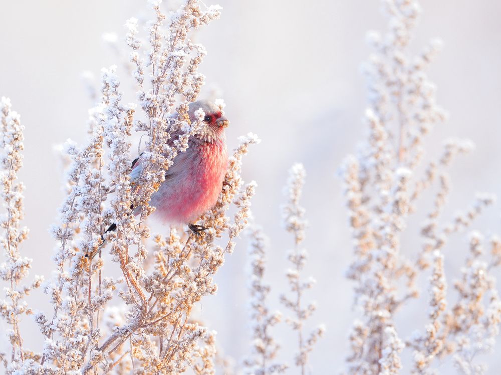 На зимней веточке полыни