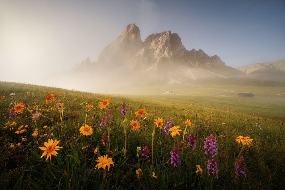 In the sign of Arnica...