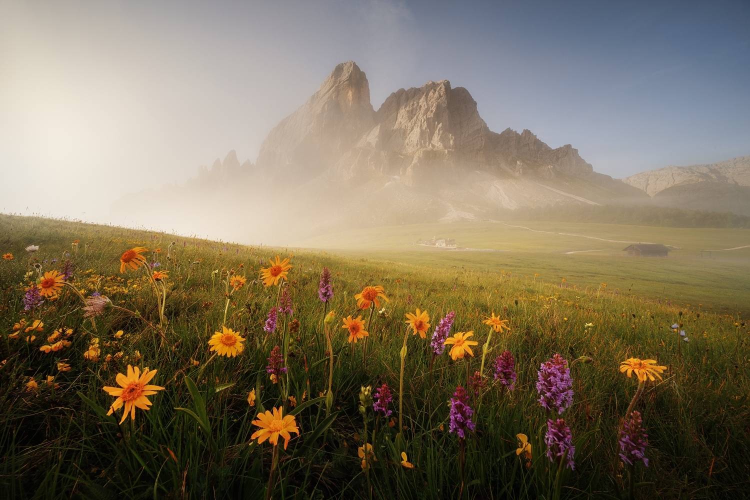 In the sign of Arnica...