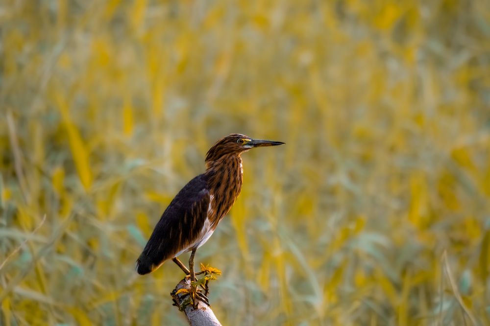 Photograph by Vijay Krishna