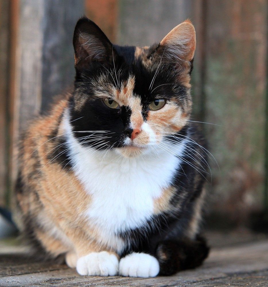 Photograph by ANDREY PERESHEIN