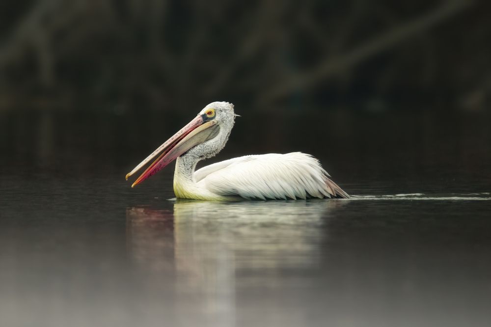 Photograph by AJITH B