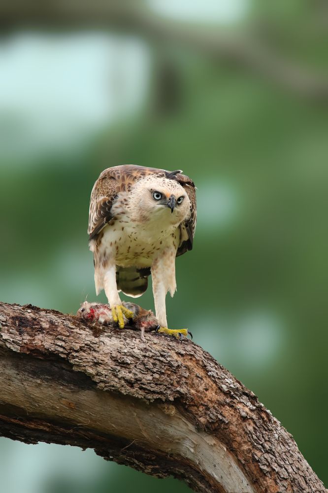 Photograph by AJITH B