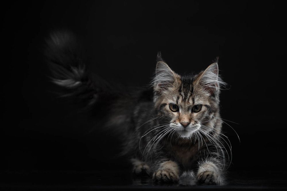 Фотография автора Гера Восьмая