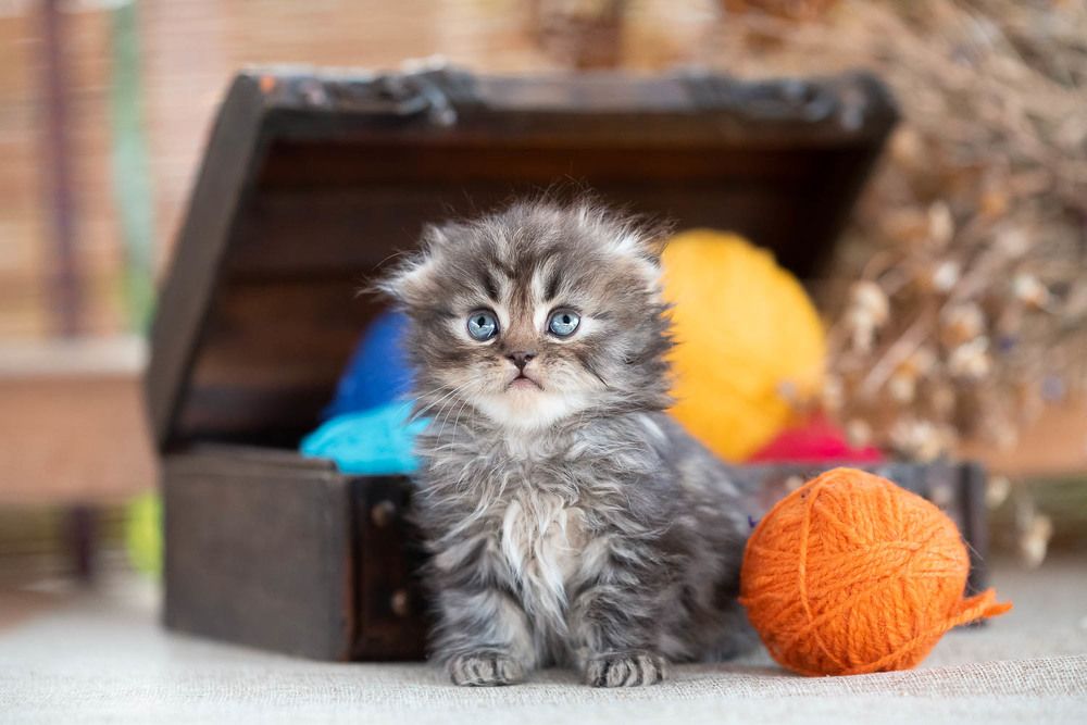 Фотография автора Гера Восьмая