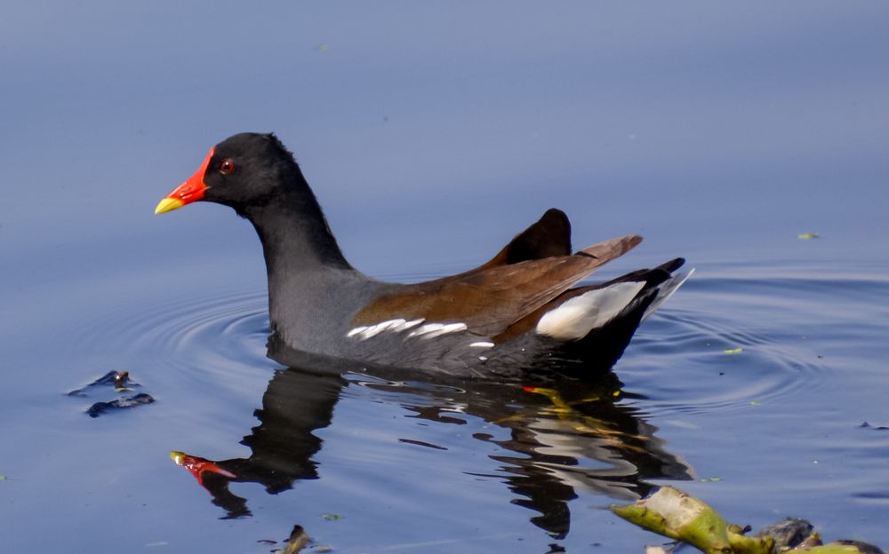 Photograph by Shoumik Bhattacharya