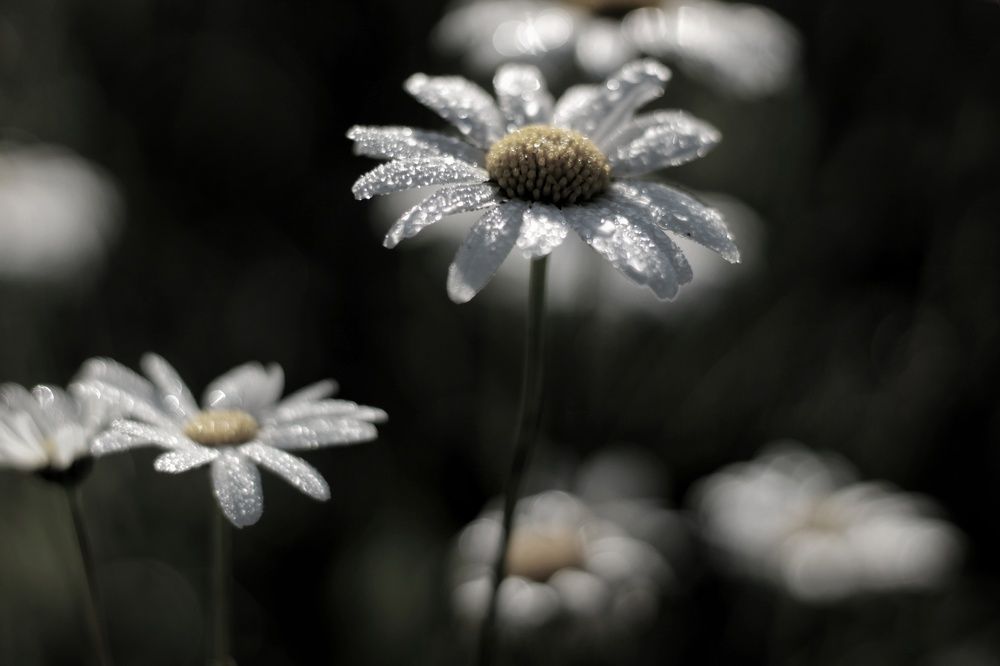 Photograph by Инна Карасева