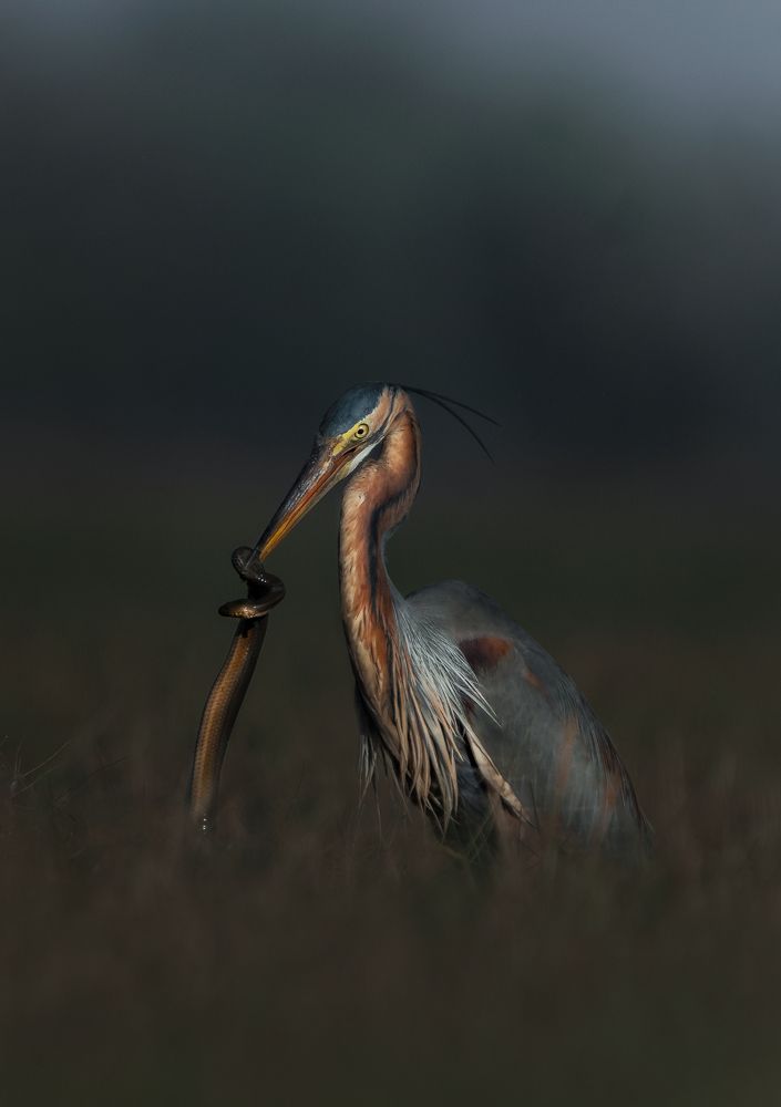 Purple heron with snake