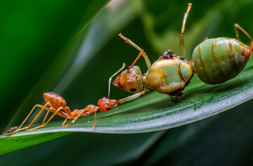 Фотография автора Laddu Sasindu Pramuditha De Silva