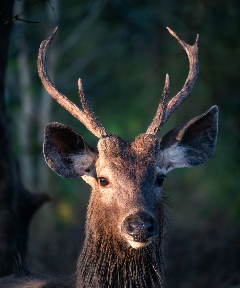 Photograph by Эрнест Вахеди
