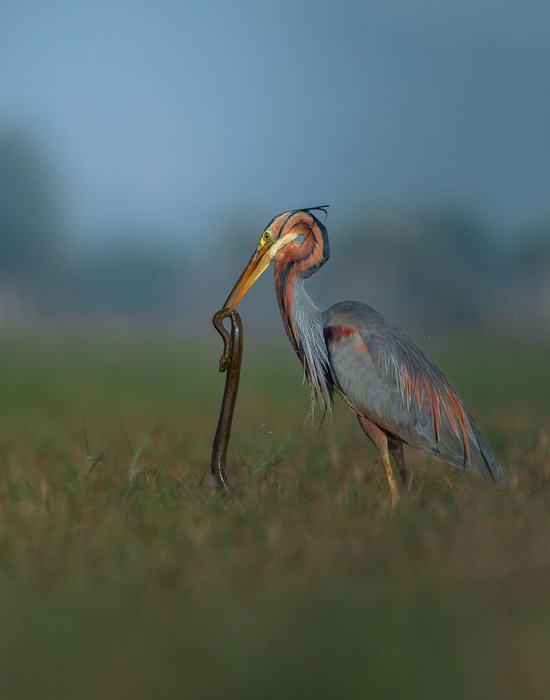 Photograph by Guha Jayanta
