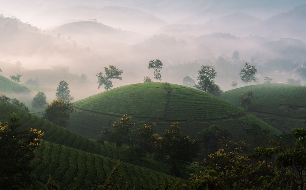 Yellow flowers on green tea