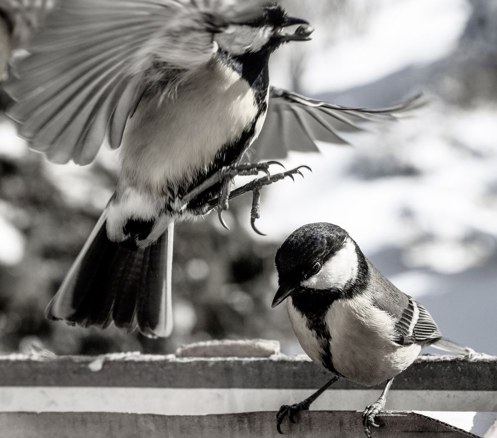 Фотография автора Elena Lopatina