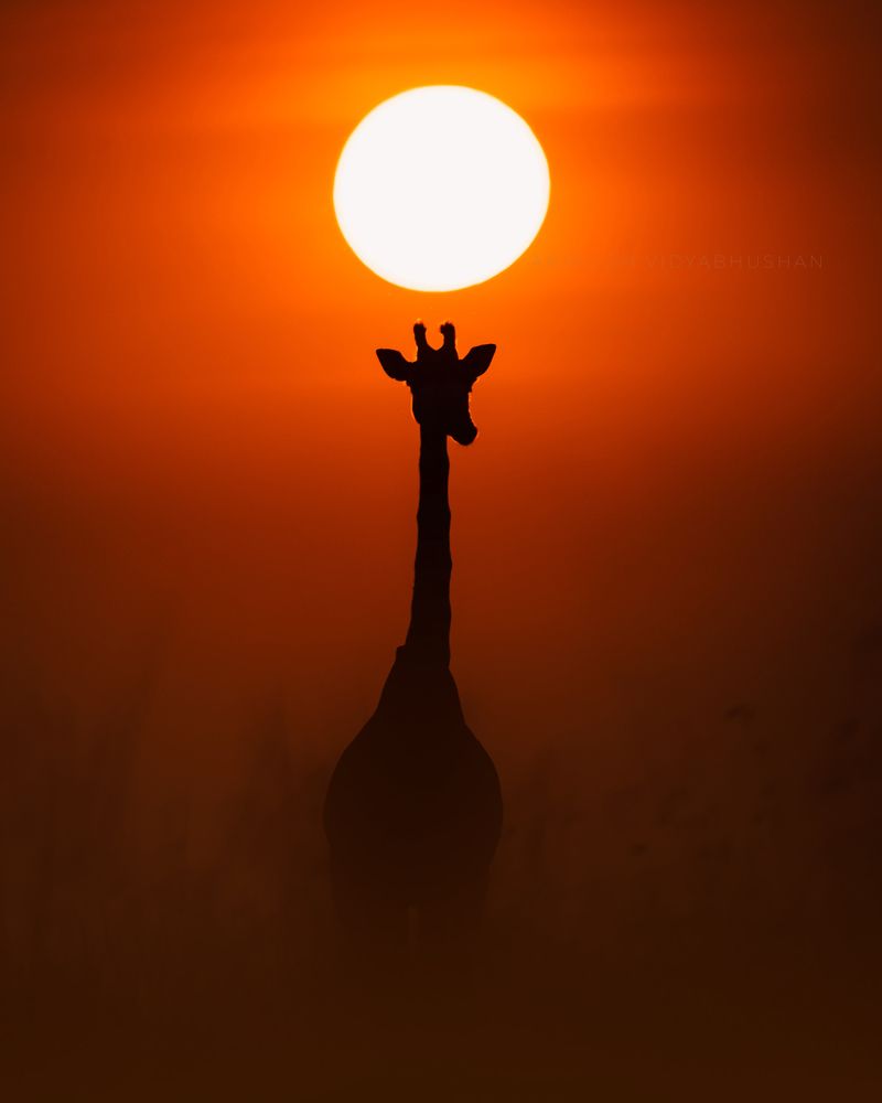 Photograph by Anirudh Vidyabhushan