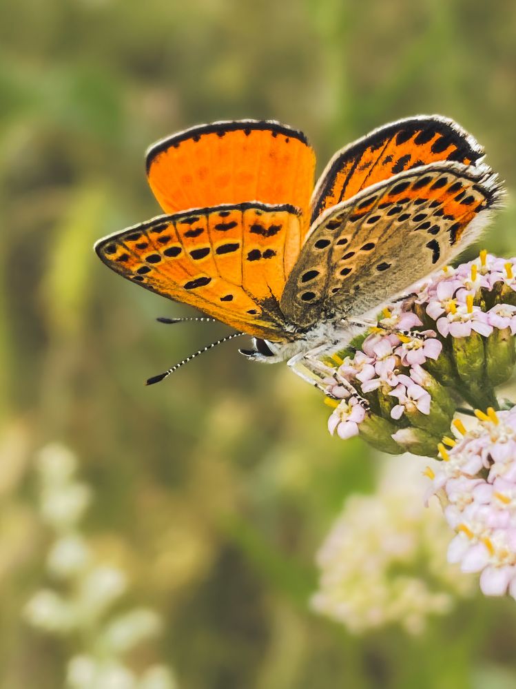 Photograph by Светлана Стаценко