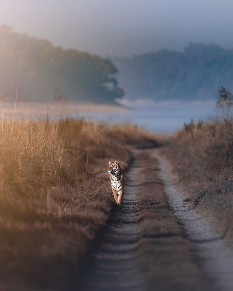 Photograph by Anirudh Vidyabhushan