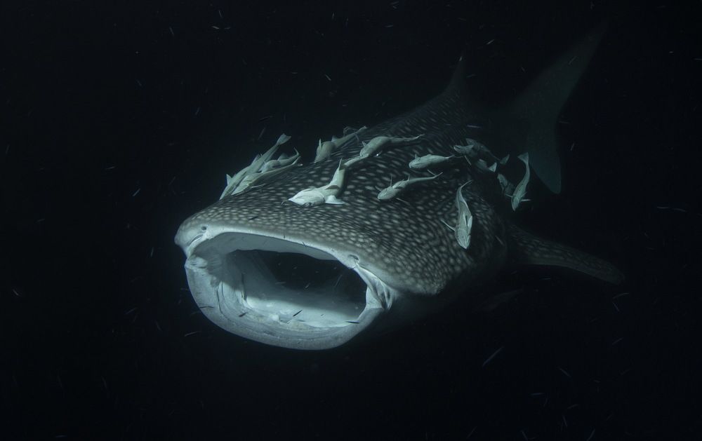 Фотография автора Димитрий Евтушик