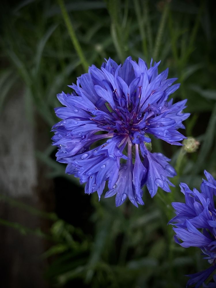 Photograph by Кристина Торгашова