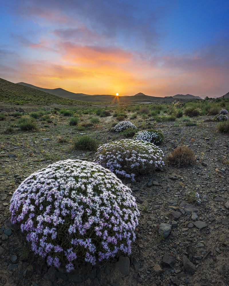 Фотография автора majid arab