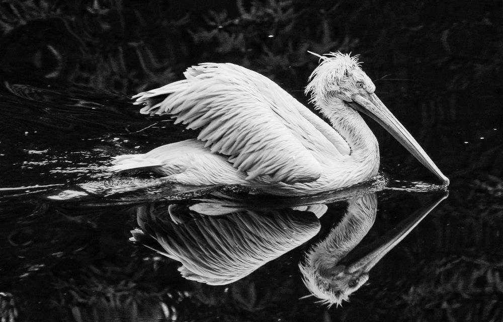 Photograph by Галина Бехметьева