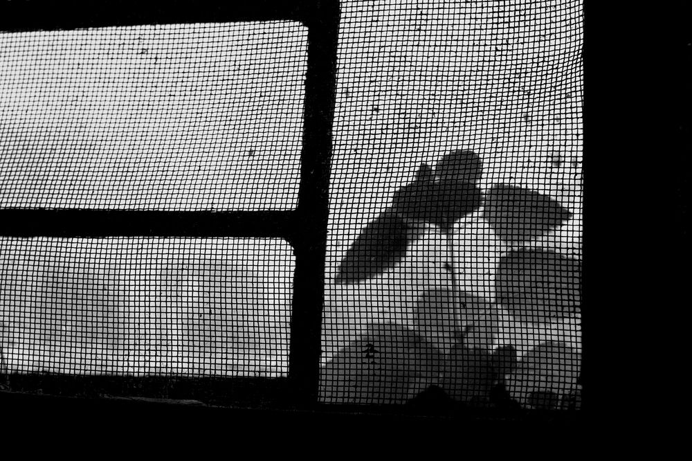 Photograph by sukanta mondal