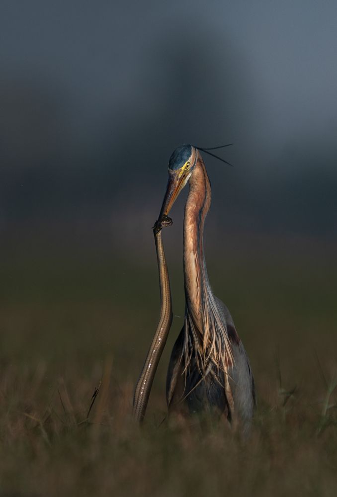 Purple Heron with Snake
