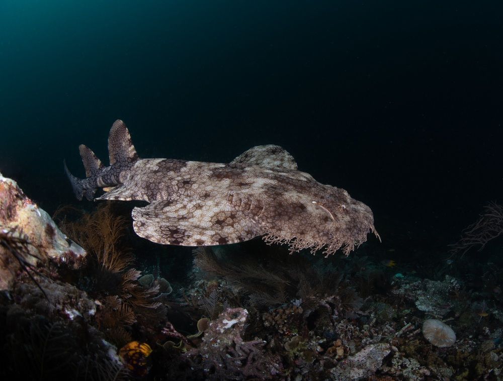Фотография автора Андрей Крапивной