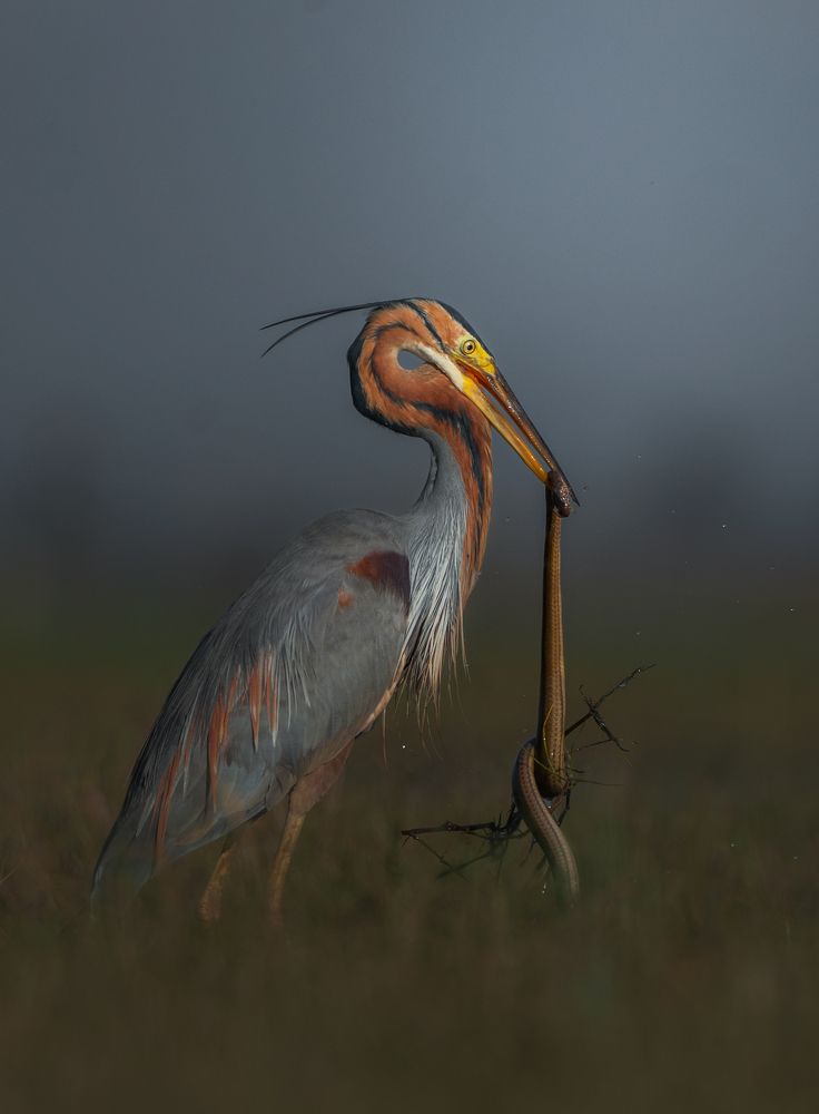 Photograph by Guha Jayanta