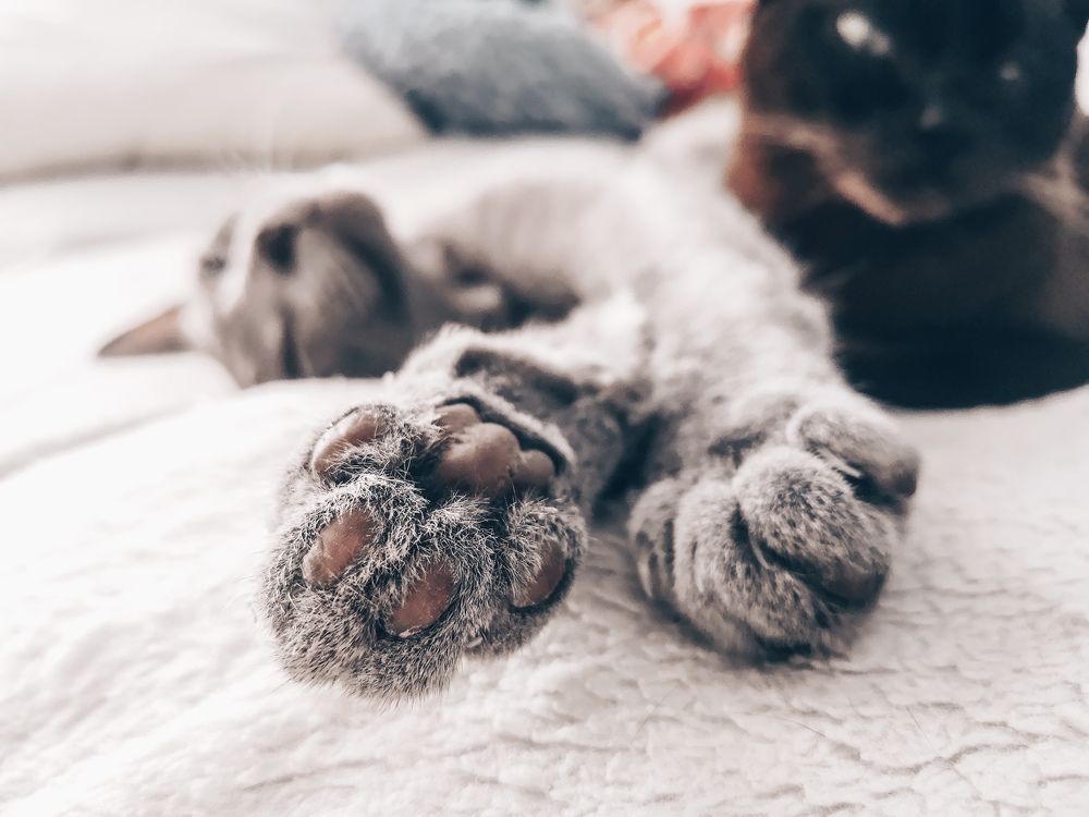 Photograph by Daria Isabella Dziedzic