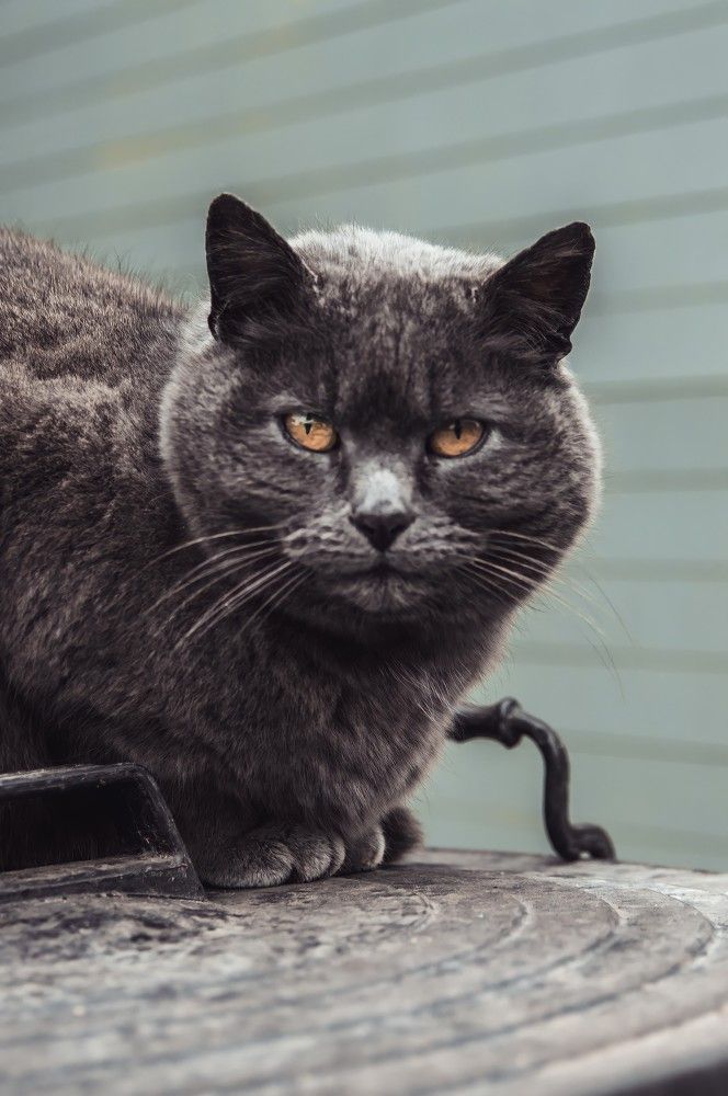 Photograph by Daria Isabella Dziedzic