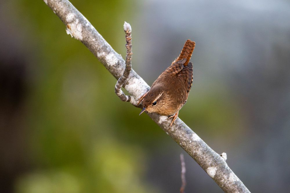 Photograph by Vitalijs Mironovs