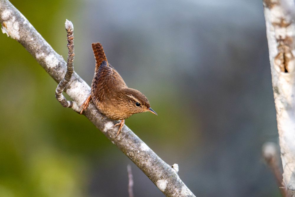 Photograph by Vitalijs Mironovs