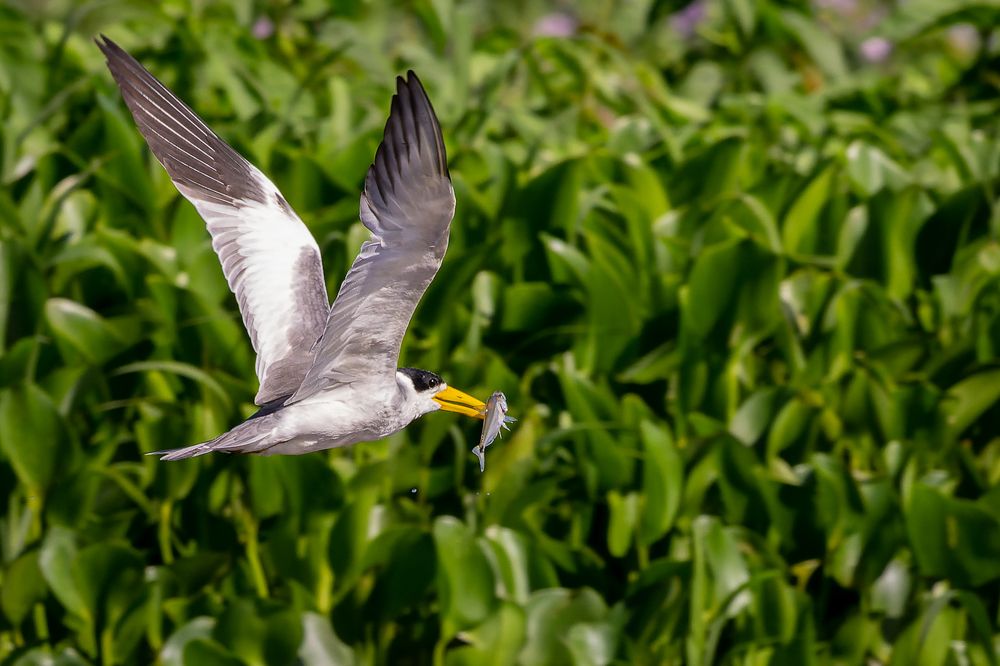 Photograph by Claudio Frateschi