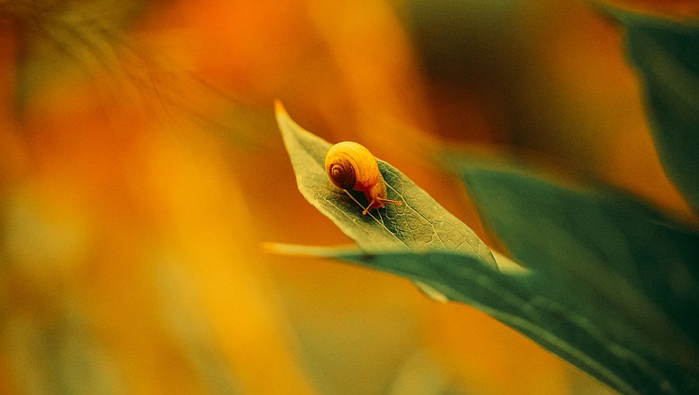 Photograph by irina sherry