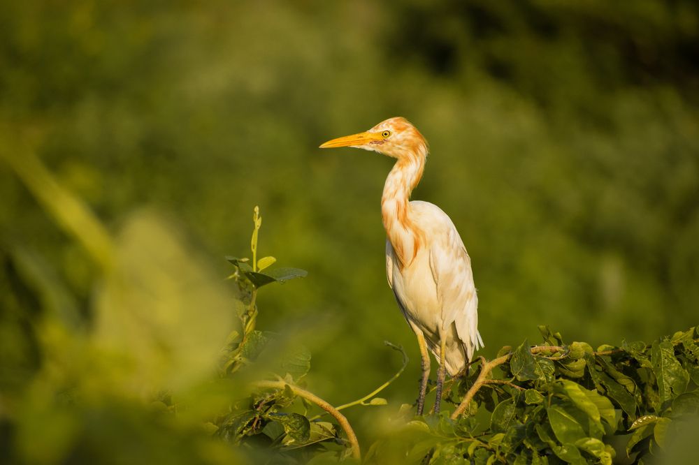 Photograph by Harkesh Kumar