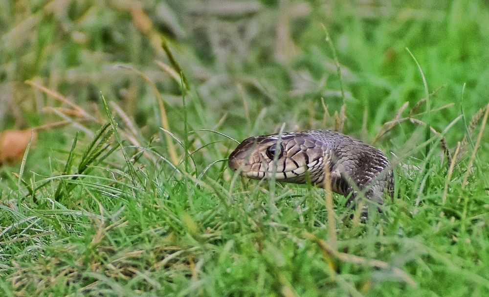 Photograph by Anirban Karmakar