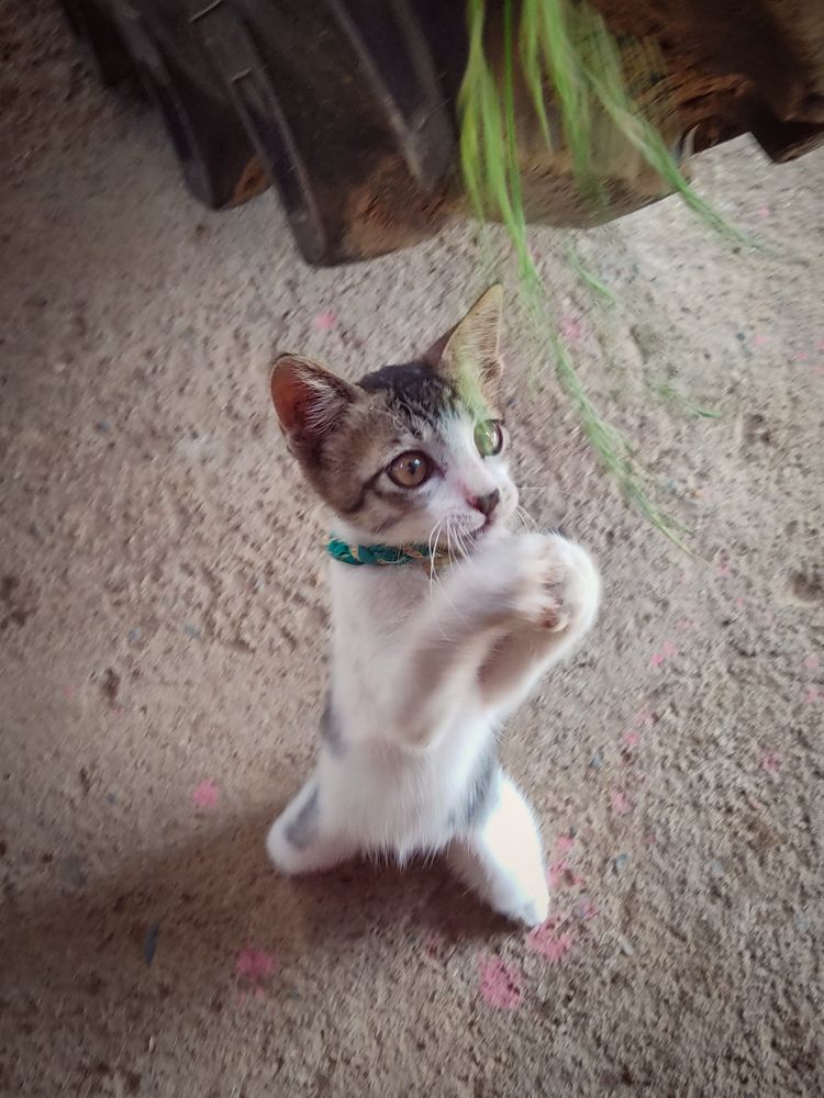 Photograph by Vijayakumar