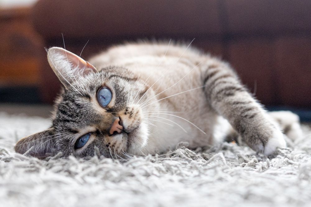 Фотография автора Angela Miller