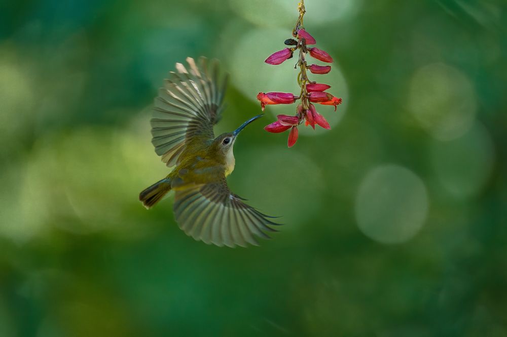 Little Spider Hunter