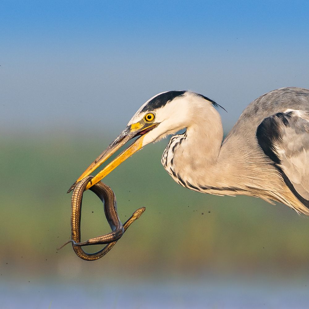 Фотография автора Mainak Halder