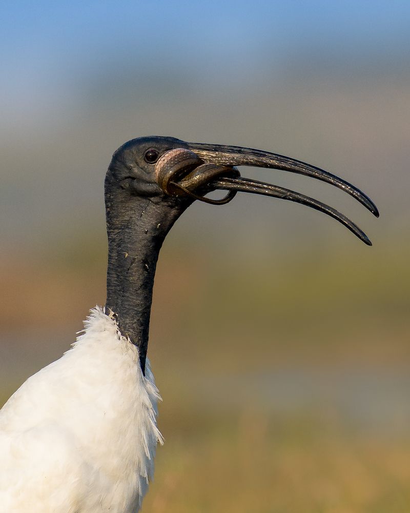 Фотография автора Mainak Halder