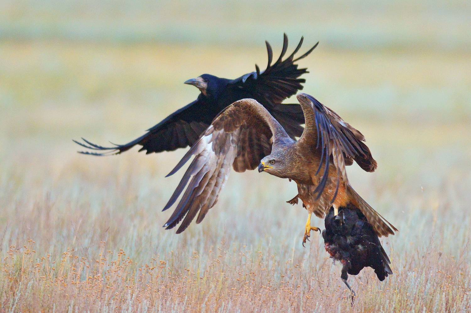 Фотография #8820345