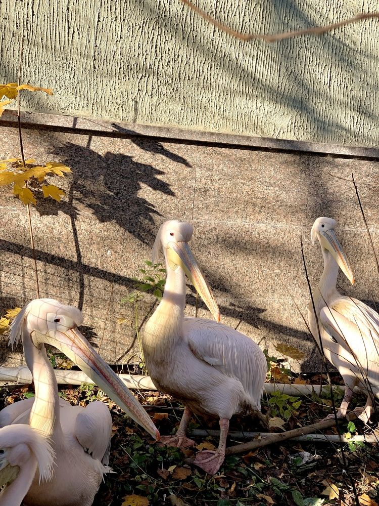 Photograph by Ася Кострова