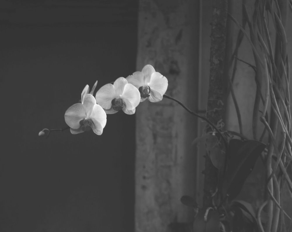 Photograph by Ася Кострова