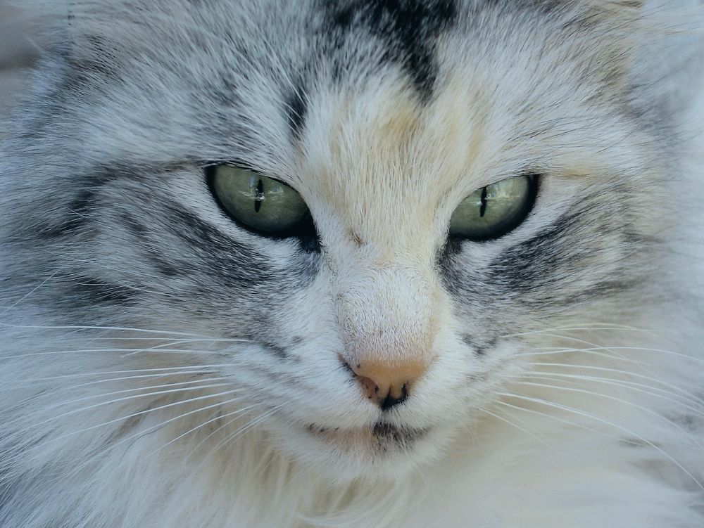 Photograph by Andrea Alcalá